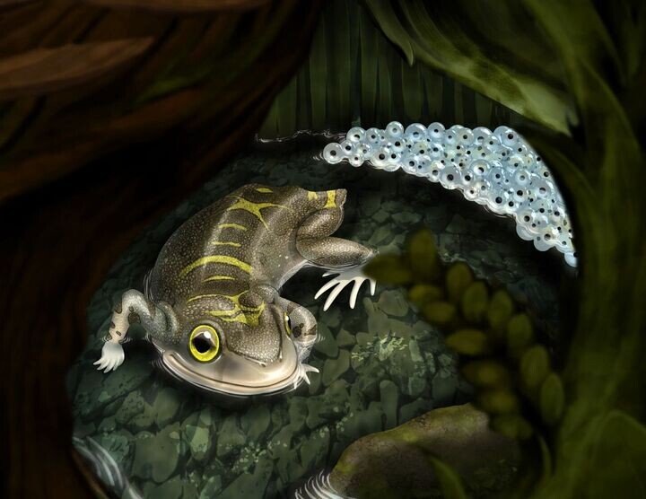 Геробатрах: ожидание.