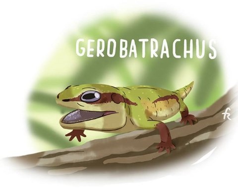 Геробатрах: реальность.