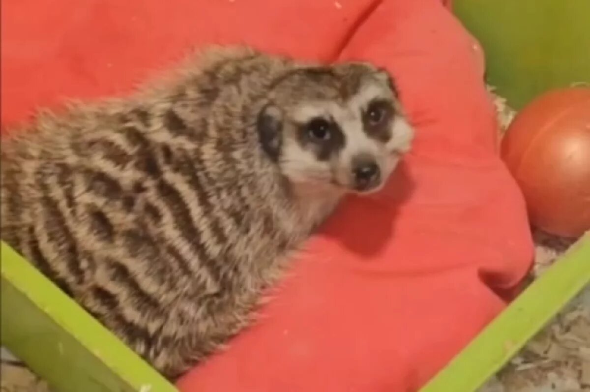    Иркутский зоопарк показал радующихся плющевой валентинке сурикатов