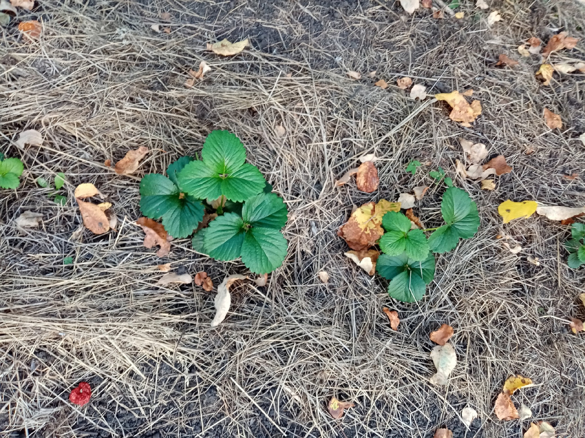 Под мульчой.