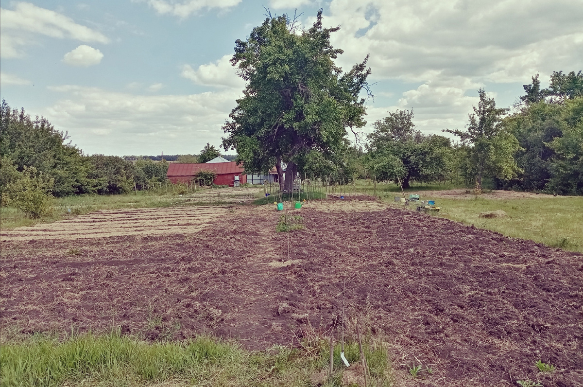 Первое поле под клубнику.