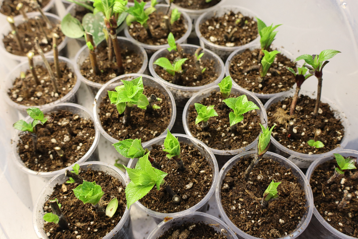 Гортензии в домашней оранжерее