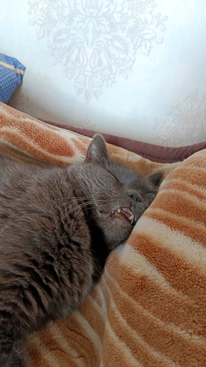 Вот кому спокойно. Это Степушочек.