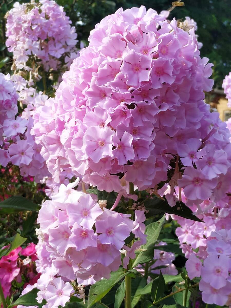 1. Неизвестный флокс