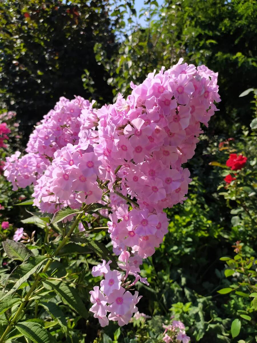 2. Неизвестный флокс. 2 фото, листайте