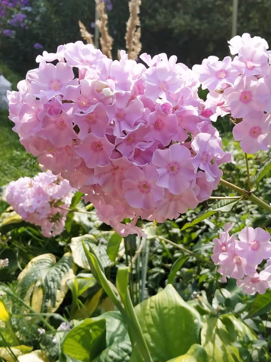 3. Неизвестный флокс