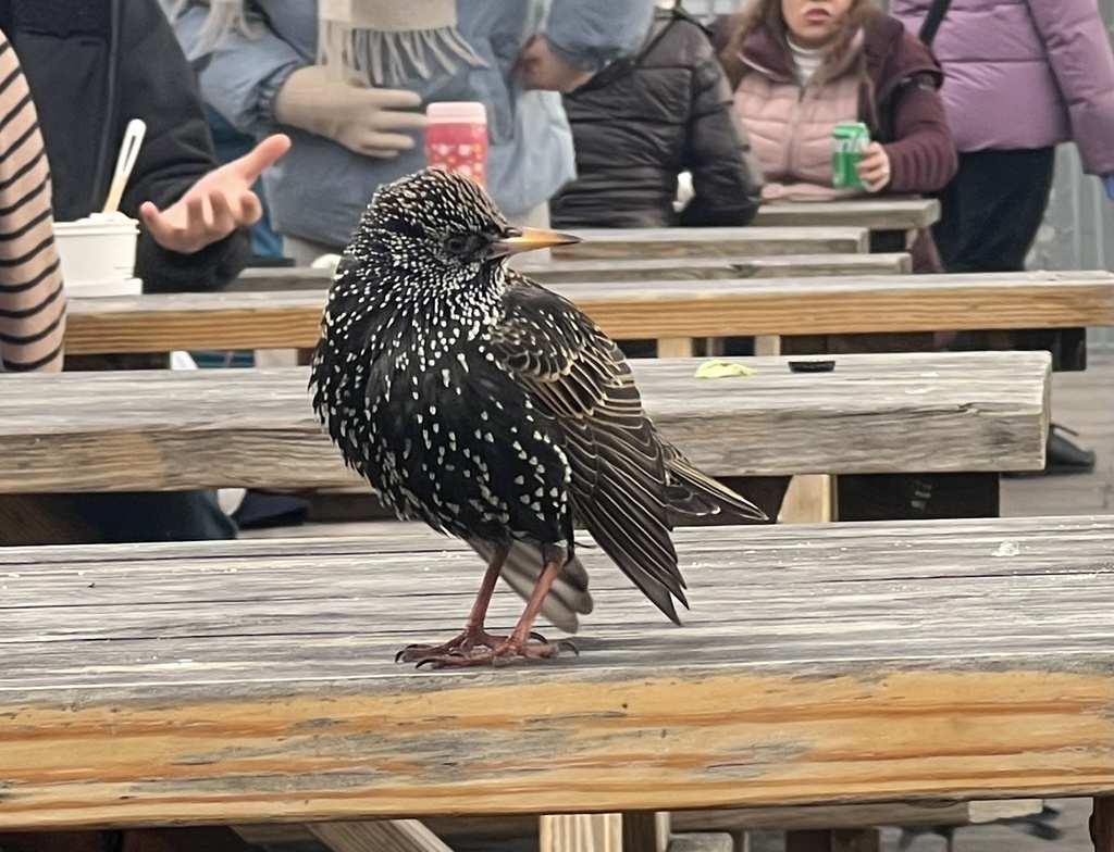 Фото jessani_blakley