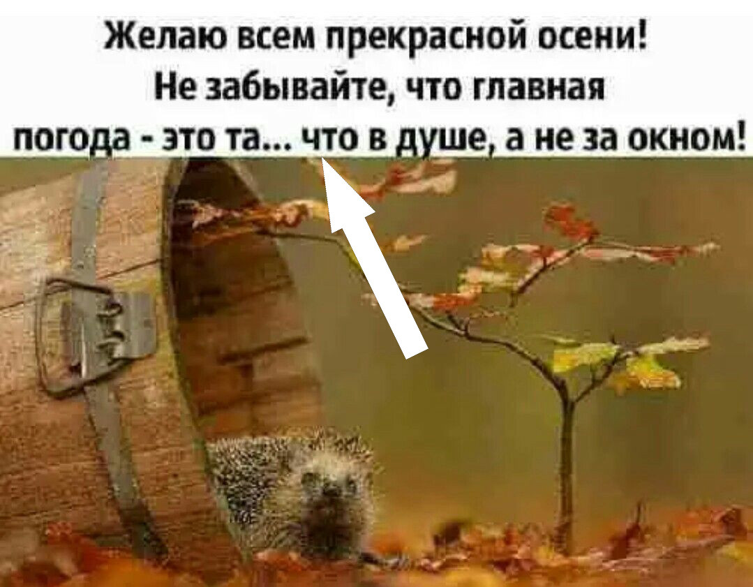    Что скрывается за осенним мемом? Узнайте, что поднимает настроение в этот серый сезон!