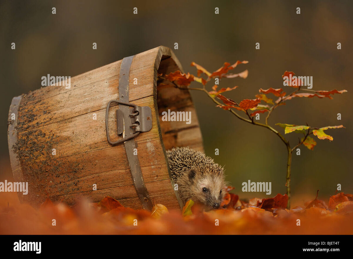    Что скрывается за осенним мемом? Узнайте, что поднимает настроение в этот серый сезон!