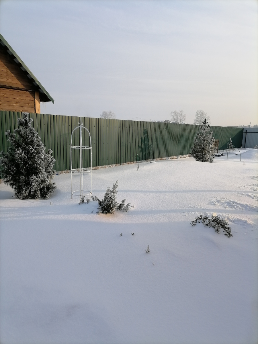 Наши кедры под снежной пеленой