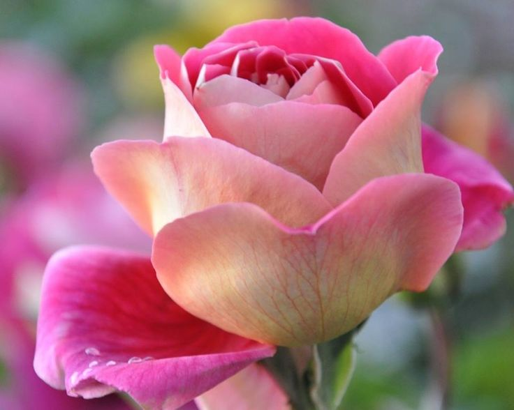 Картинка найдена на просторах интернета, ссылка https://yandex.ru/images/search?img_url=https%3A%2F%2Fi.pinimg.com%2Foriginals%2Fb3%2Fe2%2F7c%2Fb3e27c7367c1b030c4d90ffe452a2add.jpg&lr=103814&pos=0&rpt=simage&serp_list_type=all&source=serp&stype=image&text=%D1%86%D0%B2%D0%B5%D1%82%D1%8B%20%D0%BA%D1%80%D1%83%D0%BF%D0%BD%D1%8B%D0%BC%20%D0%BF%D0%BB%D0%B0%D0%BD%D0%BE%D0%BC%20%D1%84%D0%BE%D1%82%D0%BE