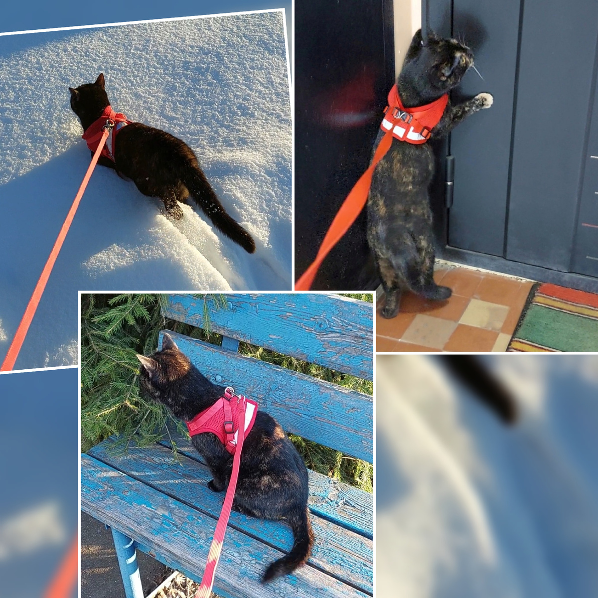 Фото автора с прогулок.