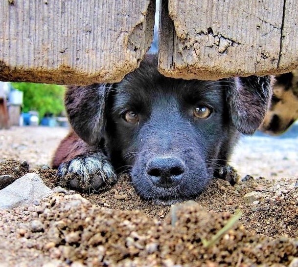 Исчтоник https://pic.rutubelist.ru/video/50/70/50702f188bdf93730223447db2f4ed03.jpg.