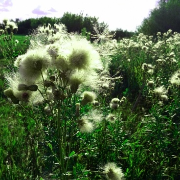 Уходящее лето. Фото автора.