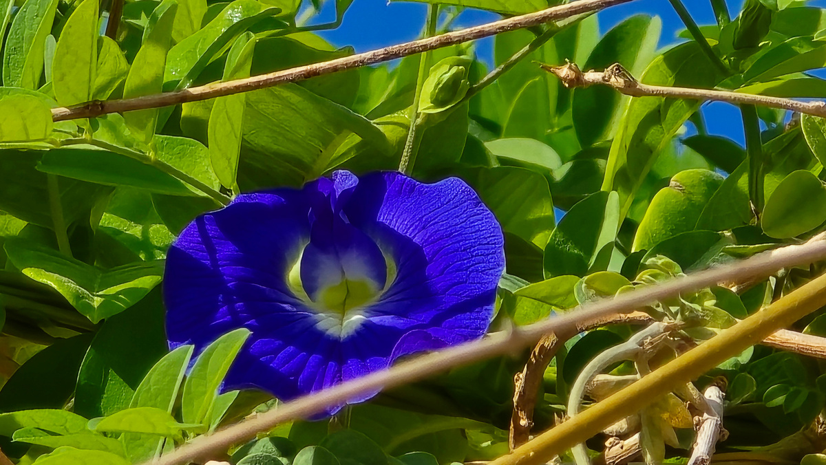 Клитория тройчатая. ОАЭ. Январь