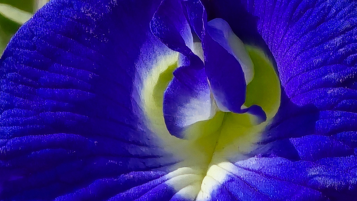 Клитория тройчатая