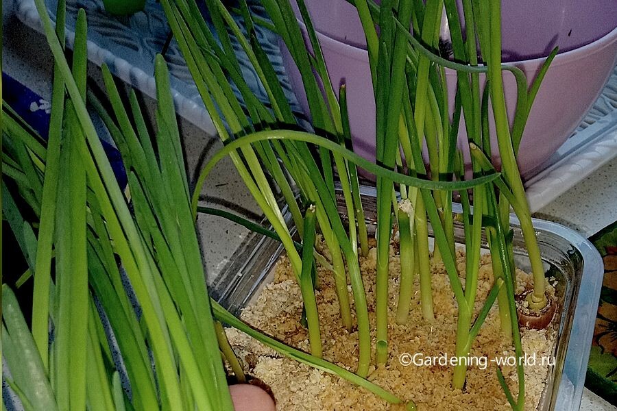 Выращиваю зелень из лука-севка, когда нет возможности растить её на участке. Фото автора.