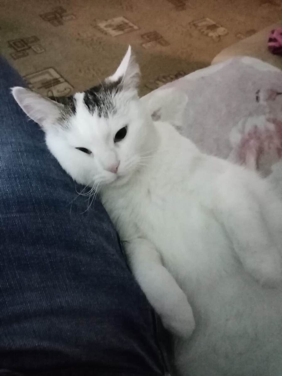 Наша Кошечка