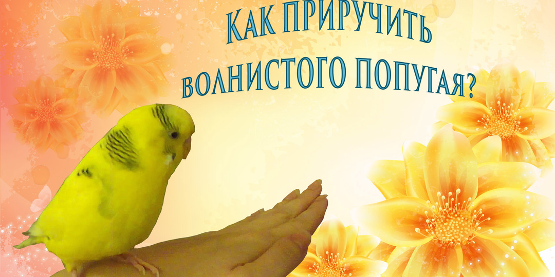 КАК ПРИРУЧИТЬ ВОЛНИСТОГО ПОПУГАЯ?