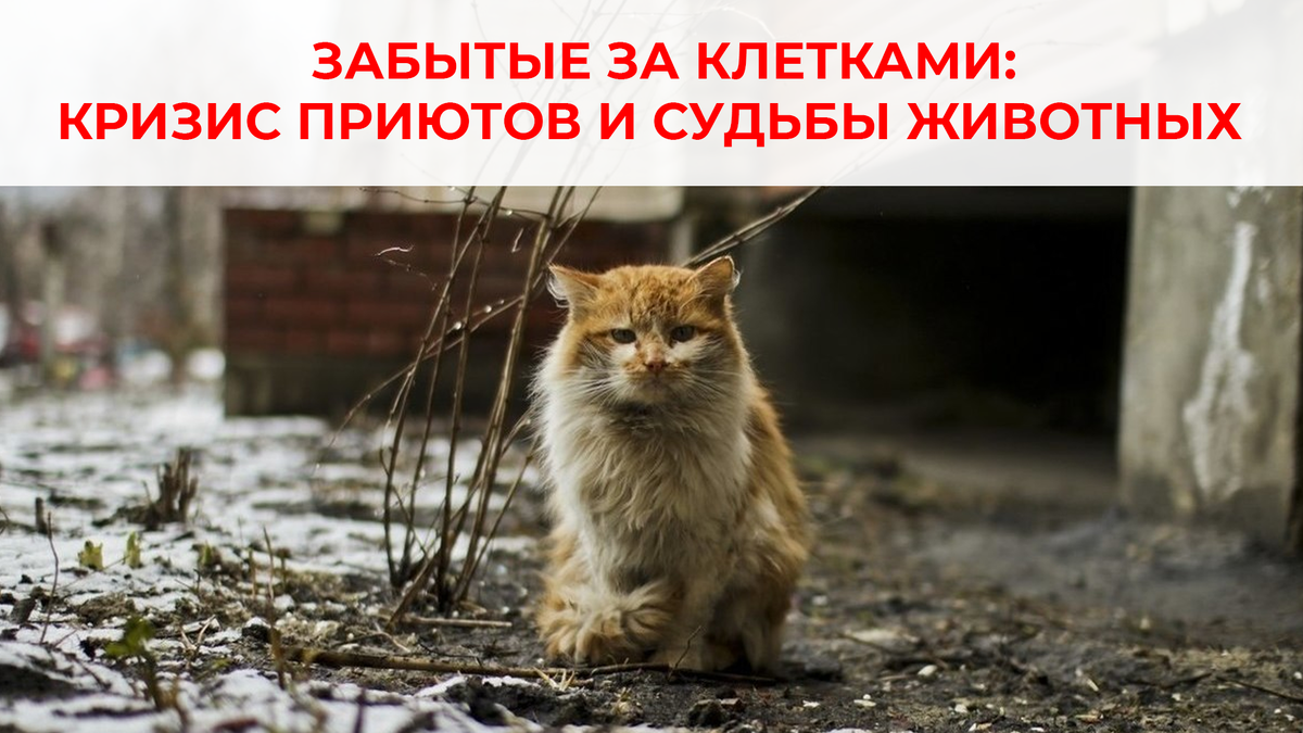 Бездомный кот (изображение взято из интернет ресурса)