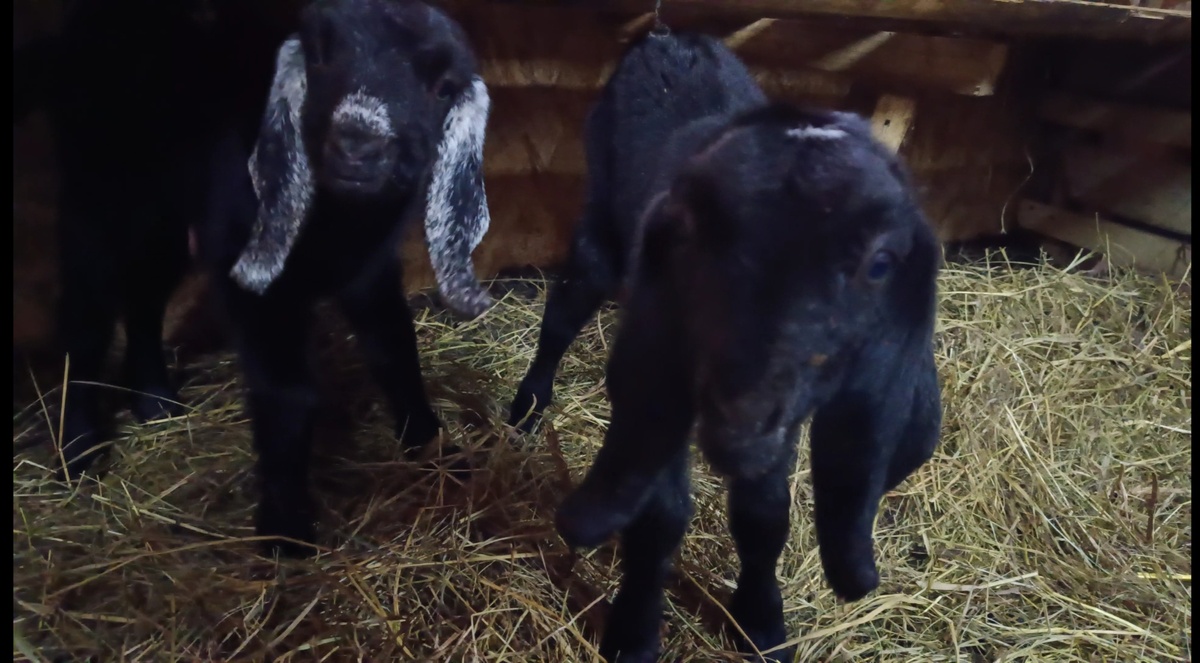 Двое из ларца, почти одинаковых с лица