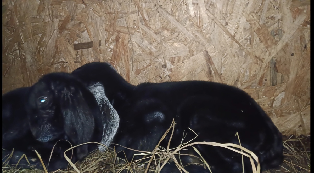 Поели - теперь можно и поспать!