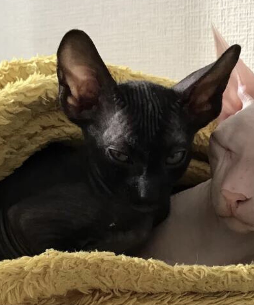 Особенно, если бы увидели Диту 😂🖤