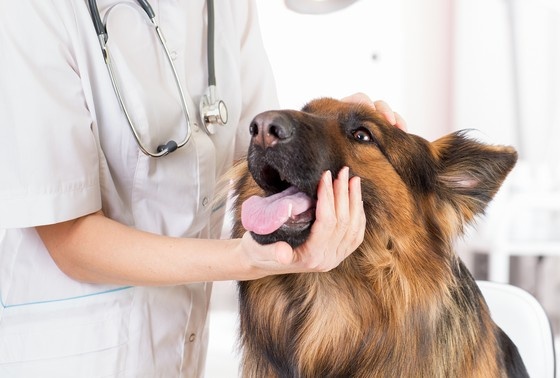    Shutterstock/FOTODOM