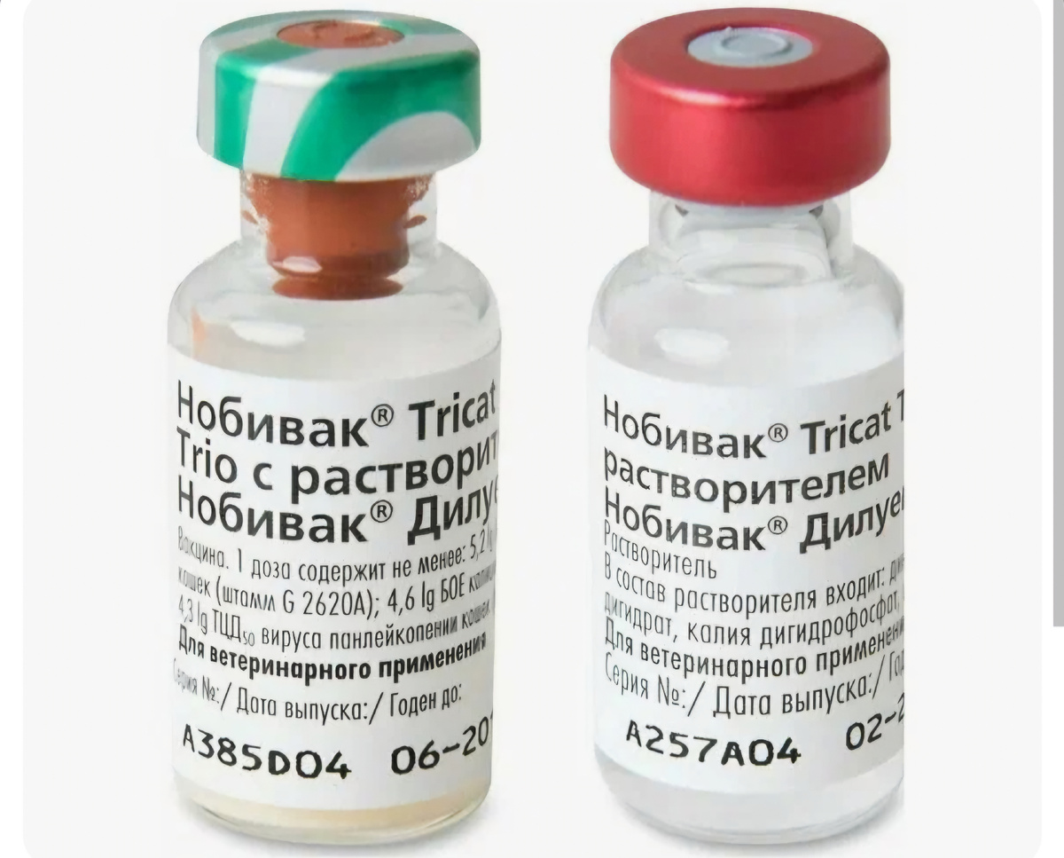 Фото автора. Помогите выкупить вакцины для приютских котиков.