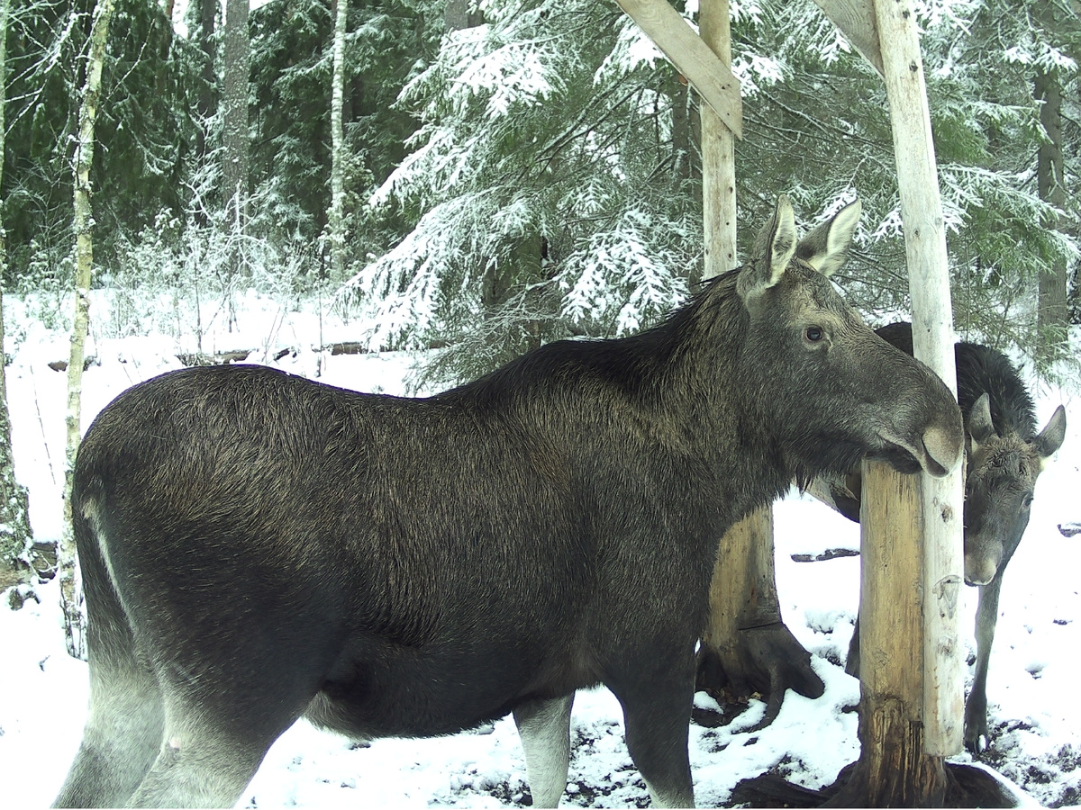Лоси на солонце