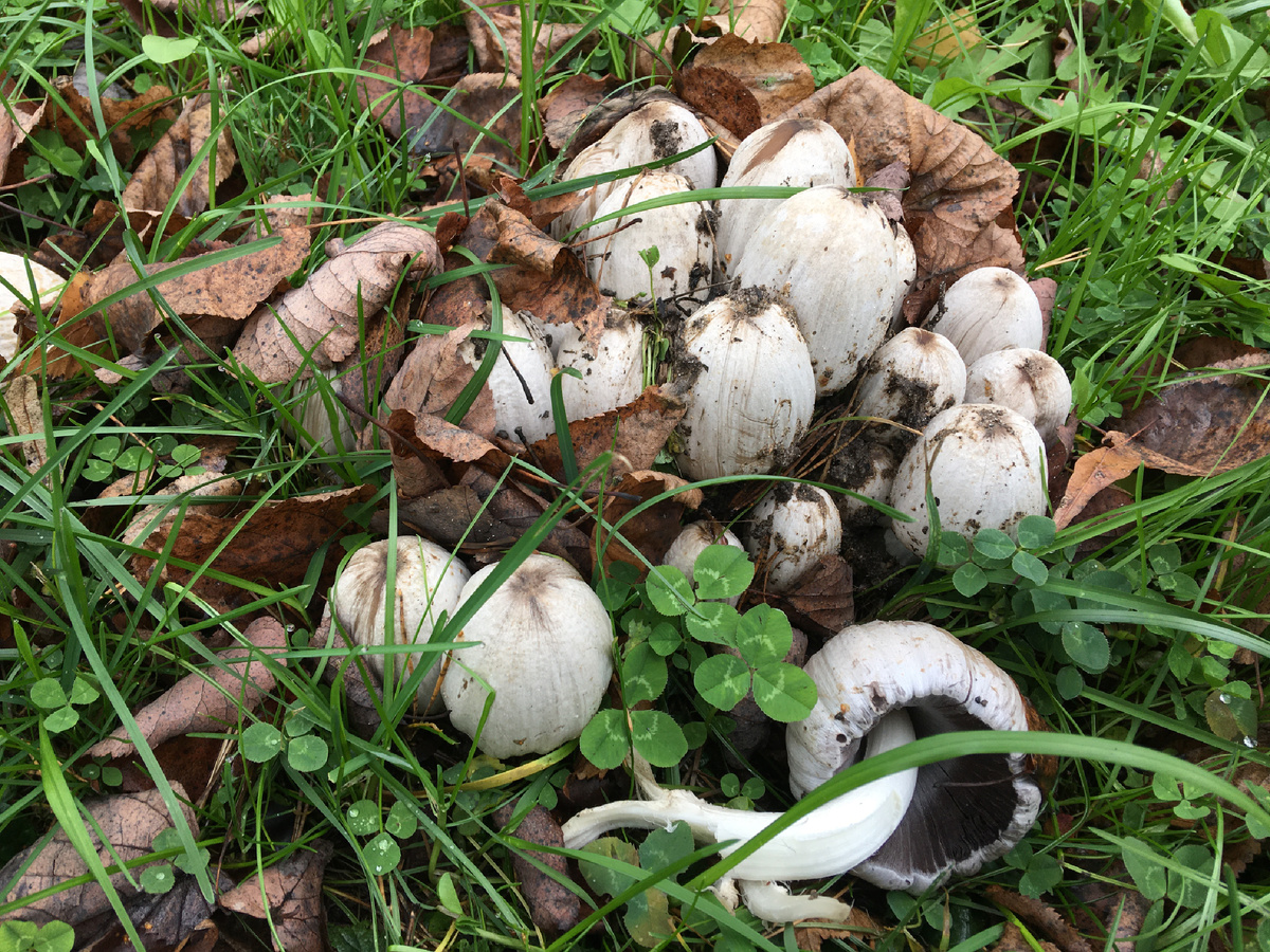Навозник серый, нежный и вкусный гриб….Уже начали и навозники выращивать искусственно, не смотря на их быстрое самоуничтожение