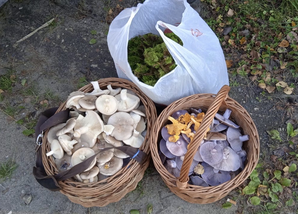 Поздние грибы осени: говорушка дымчатая и рядовка фиолетова