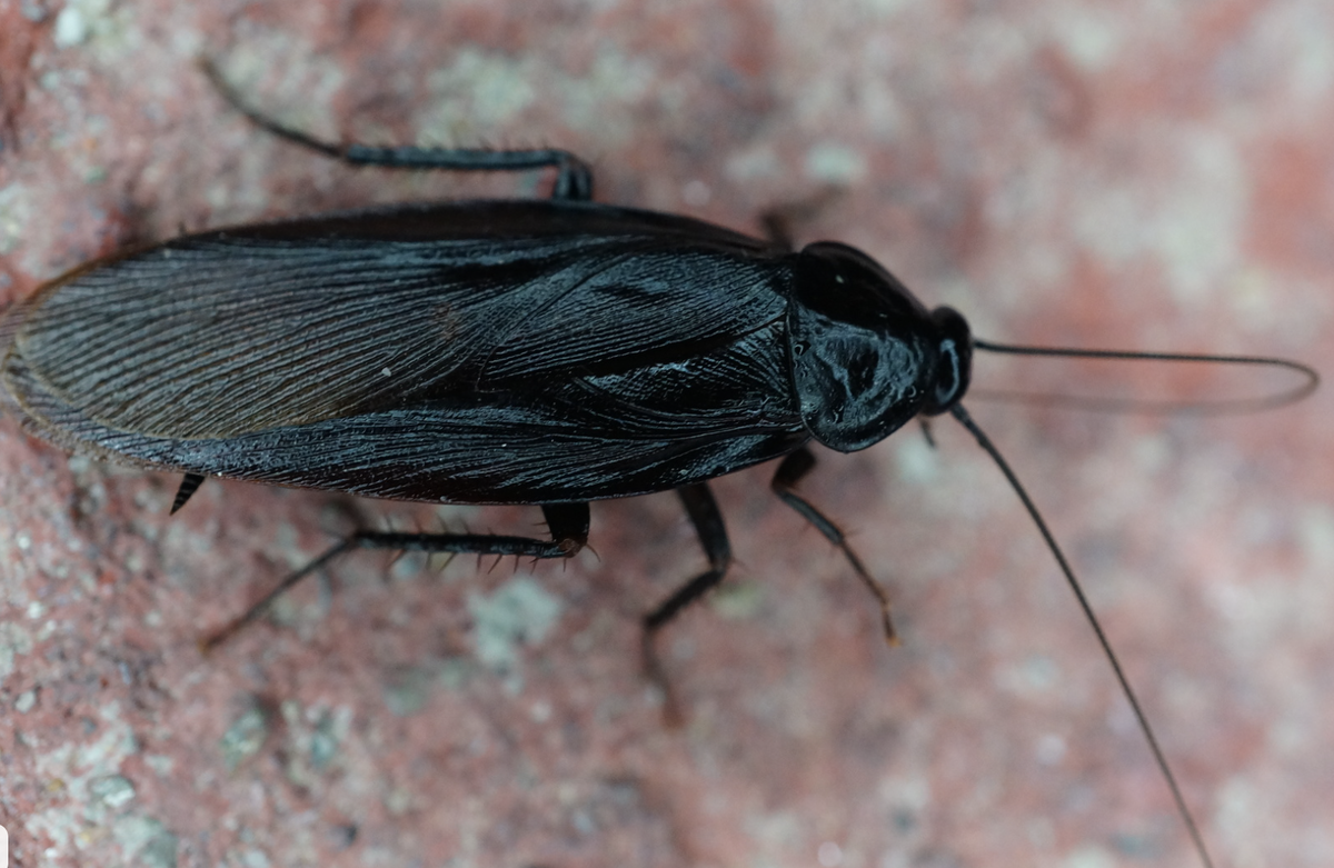 Японский таракан - таракан Ямато ヤマトゴキブリ (Ямато гокибури) Картинка с открытого ресурса Википедия