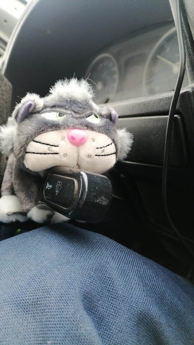 Котик в машине у мужа). Я примерно с таким же лицом хожу в поликлиники. 