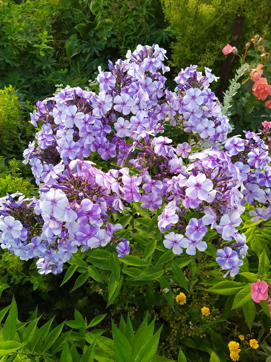 9. Флокс Гжель. В галерее 6 фото, листайте