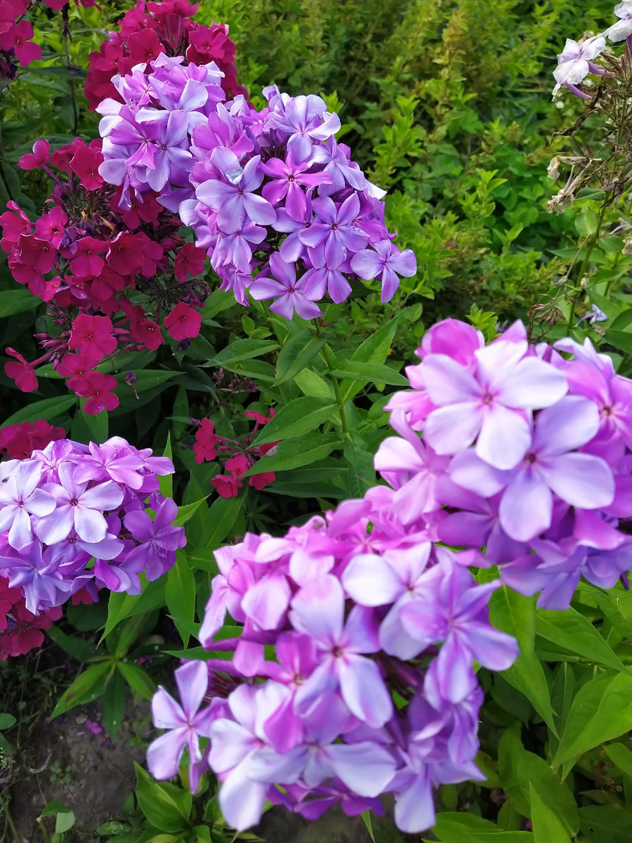 10. Флокс Гордость России