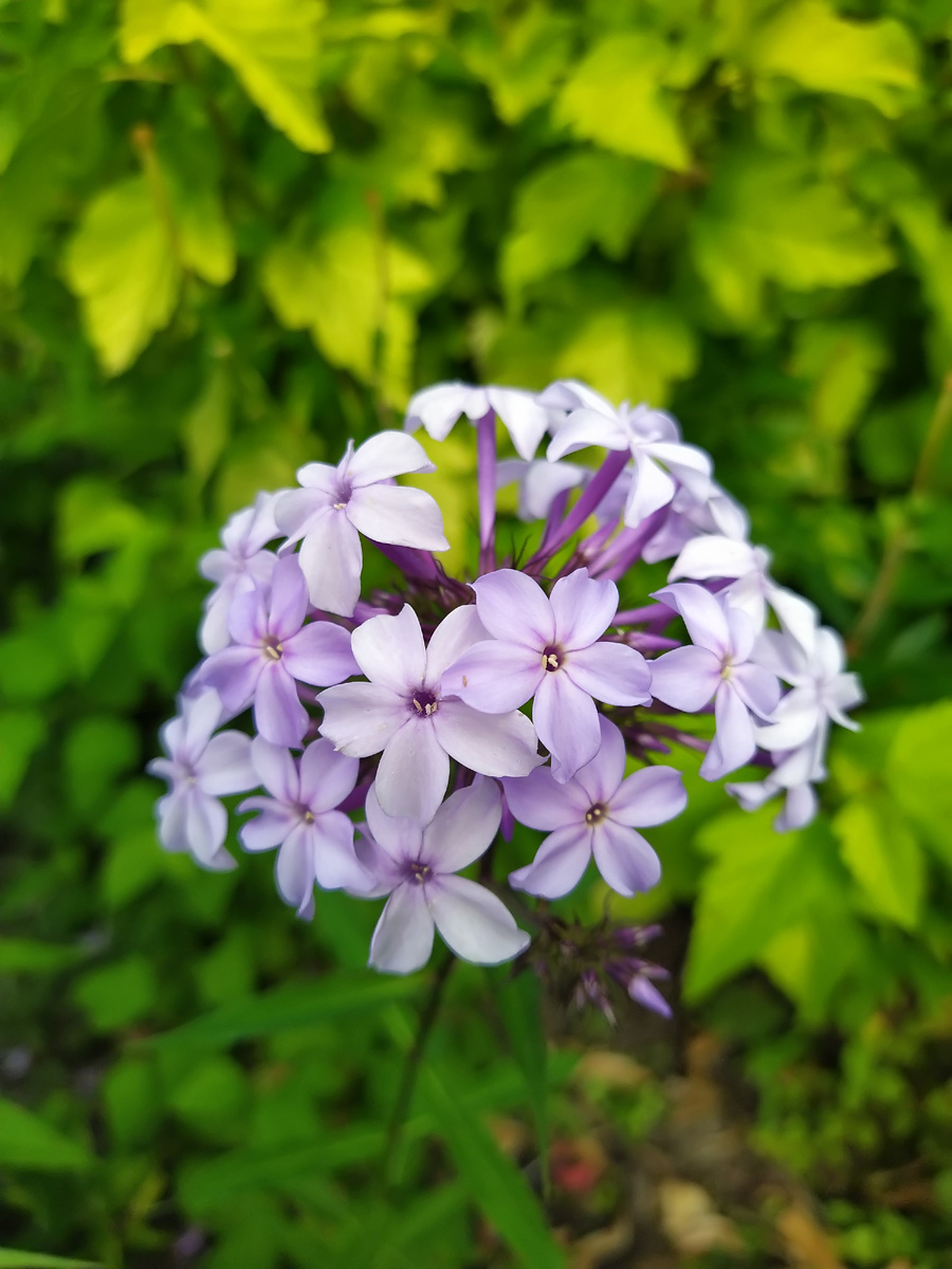 11. Флокс Флидеренциан