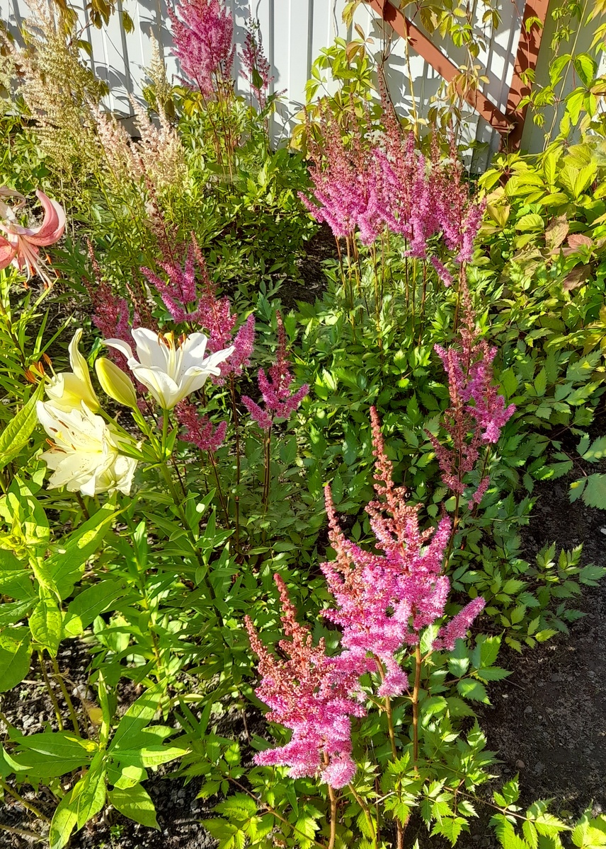 Астильбы. Фото автора 