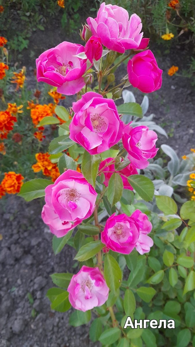 Роза, требующая минимального ухода