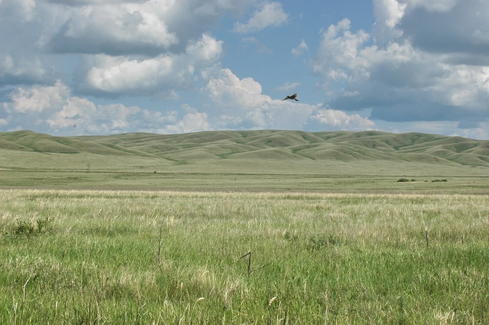Из открытого доступа в Интернете