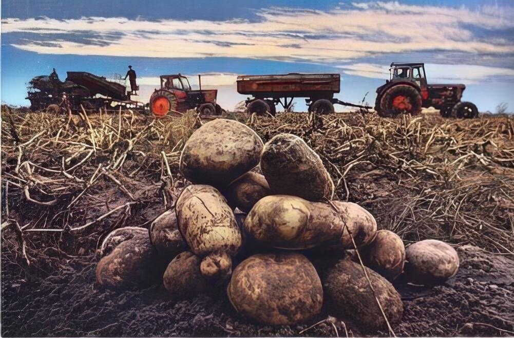 Фото Яндекс картинки.