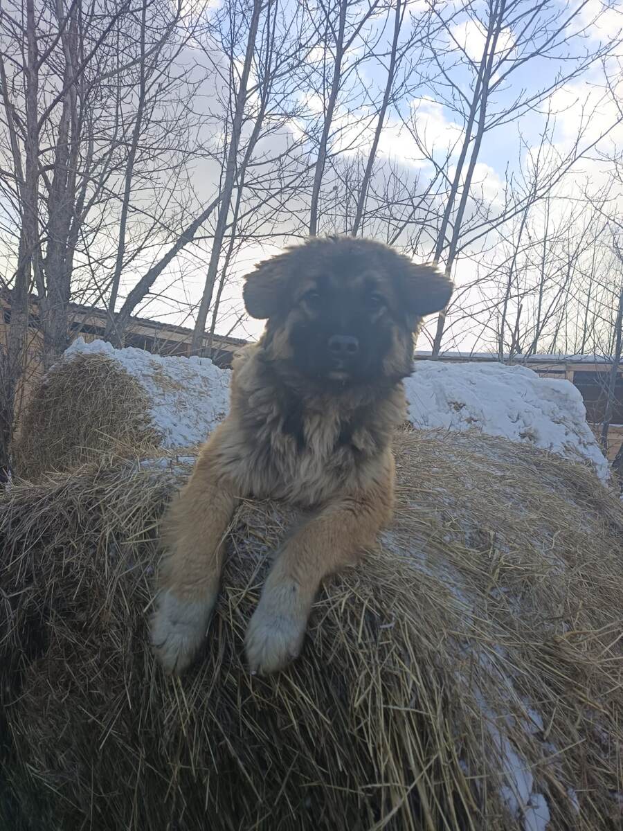 Чебурашка на сене