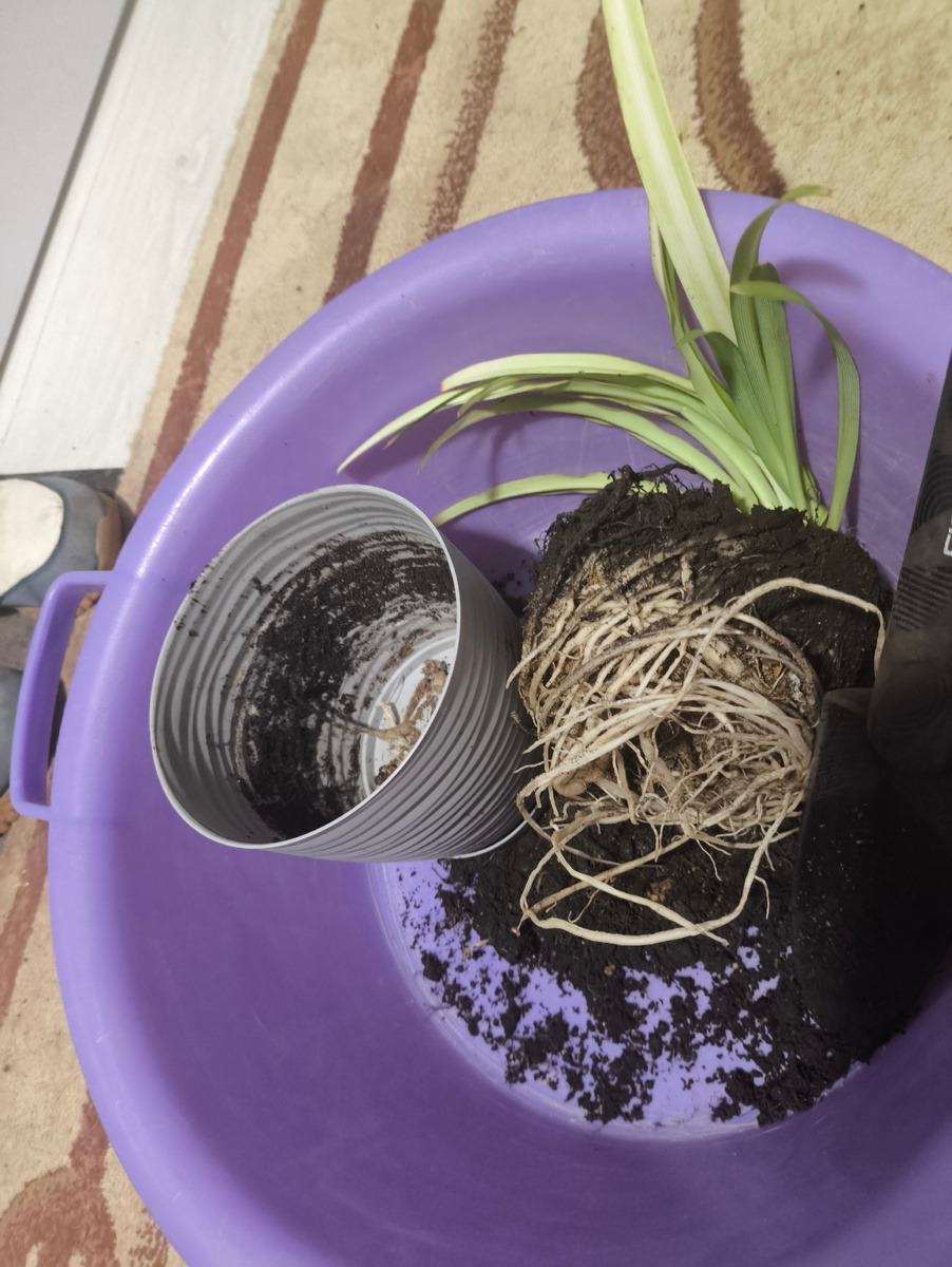 Тут не просто грунт уплотнился! Тут просто нечего было рыхлить.