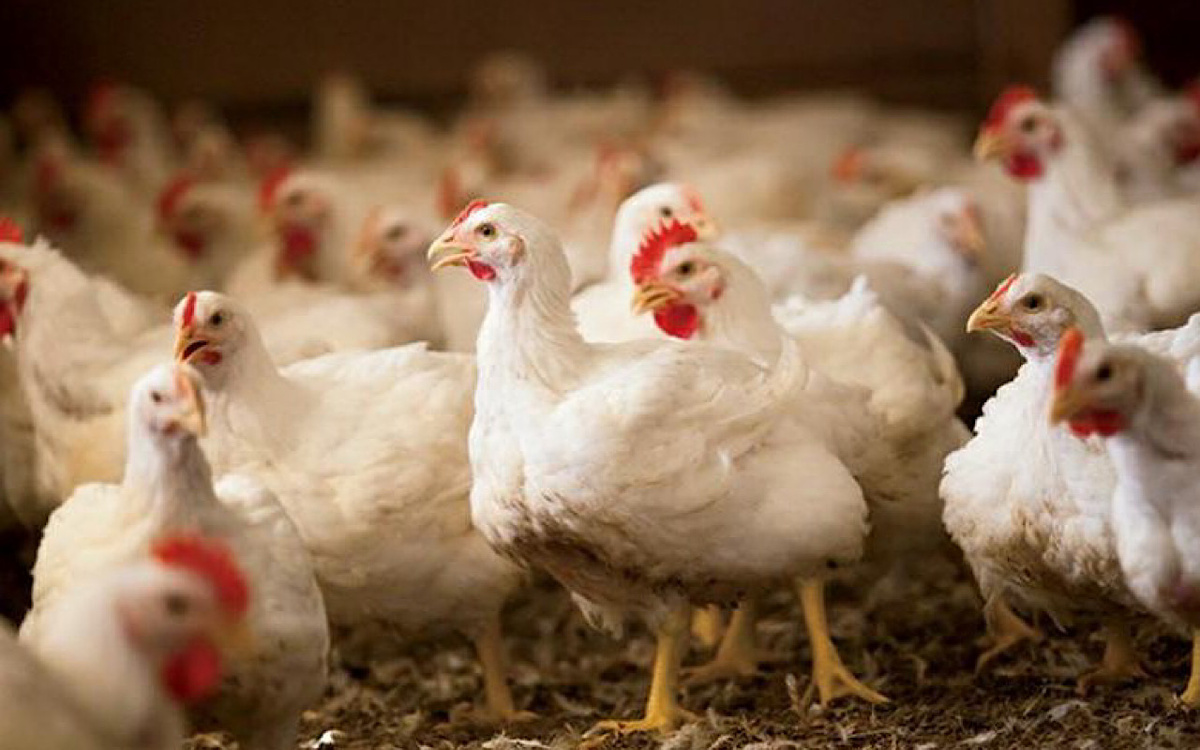 Фото с сайта youla.ru