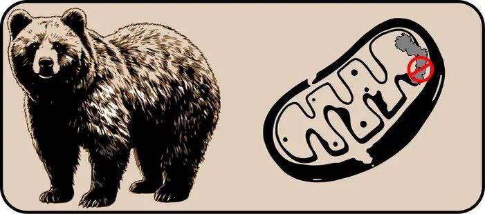 У апеннинских бурых медведей есть особая генетическая мутация в митохондриях — «энергетических центрах» клеток, — которая потенциально влияет на их общее здоровье и выживание. Изображение любезно предоставлено Нунцио Перта.