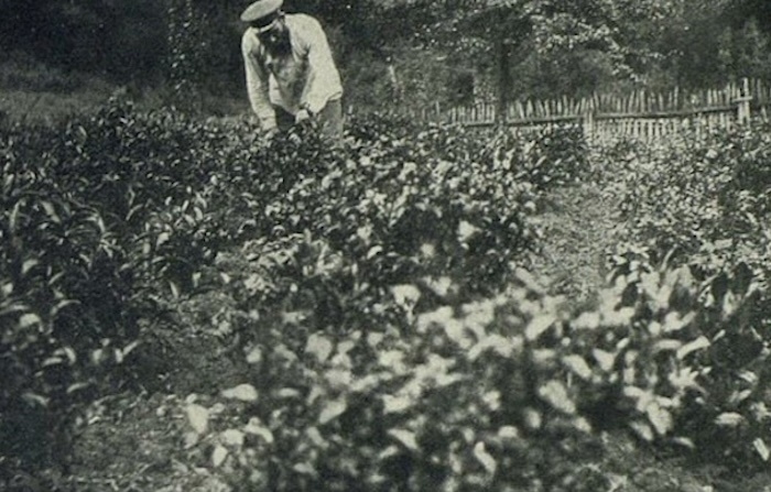 Иуда Кошман на плантации