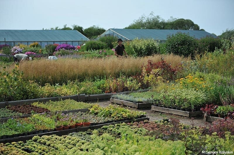 Питомник "Северная Флора"