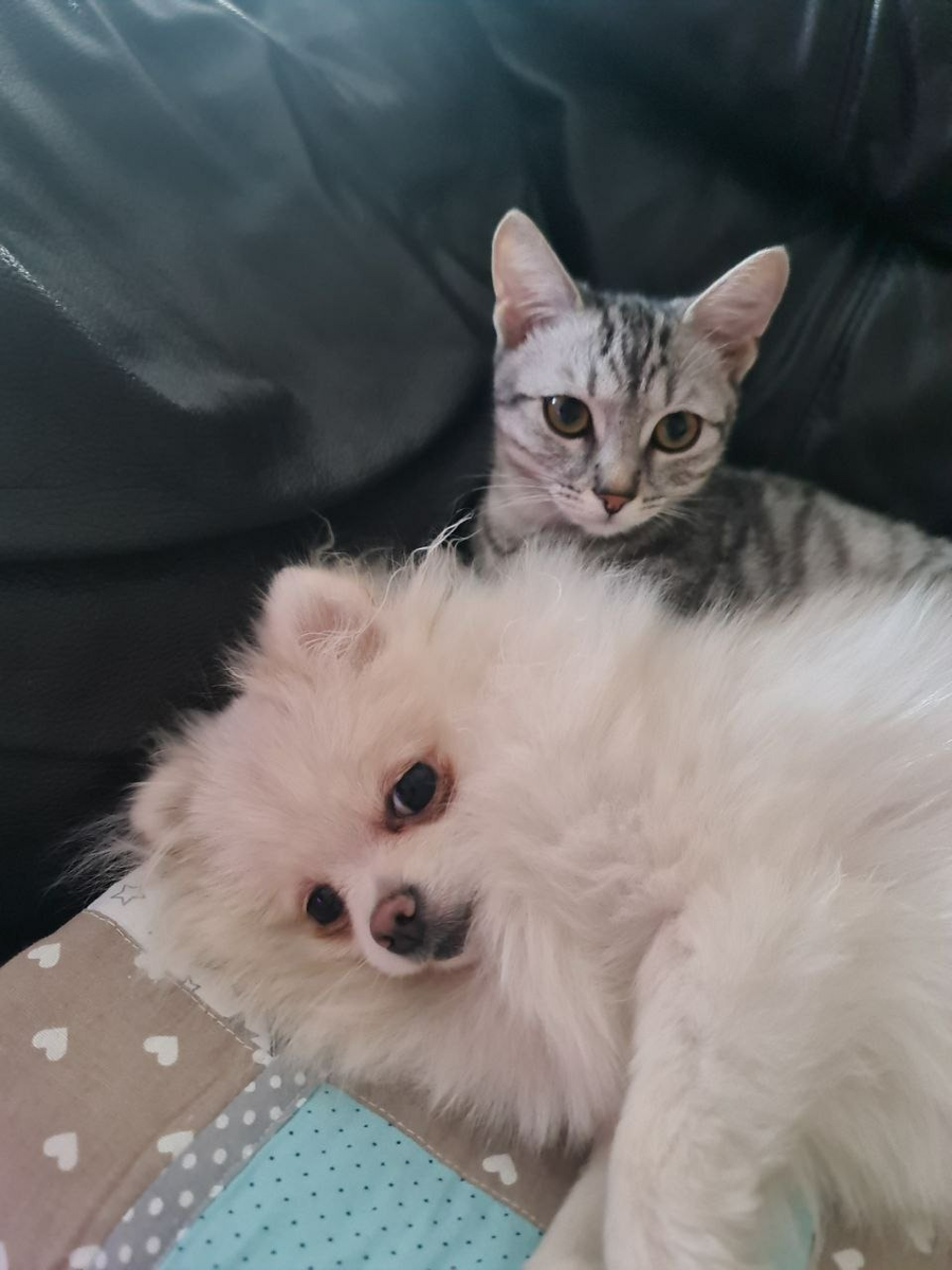 Домочадцы у сестры