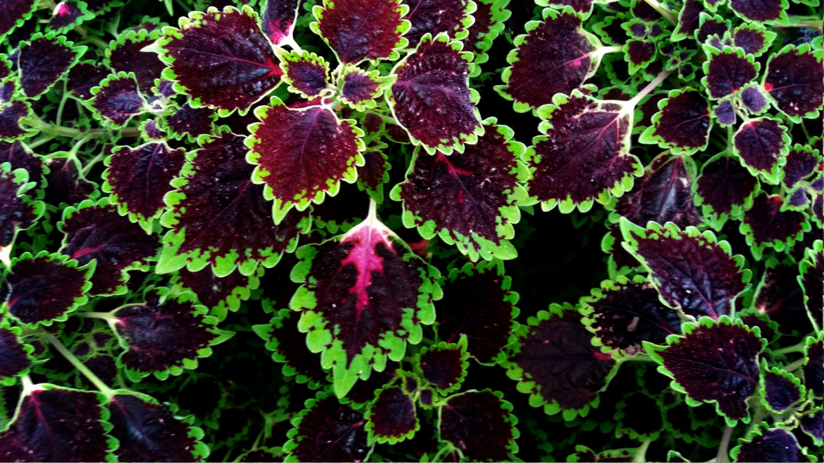 Как выращивать колеус