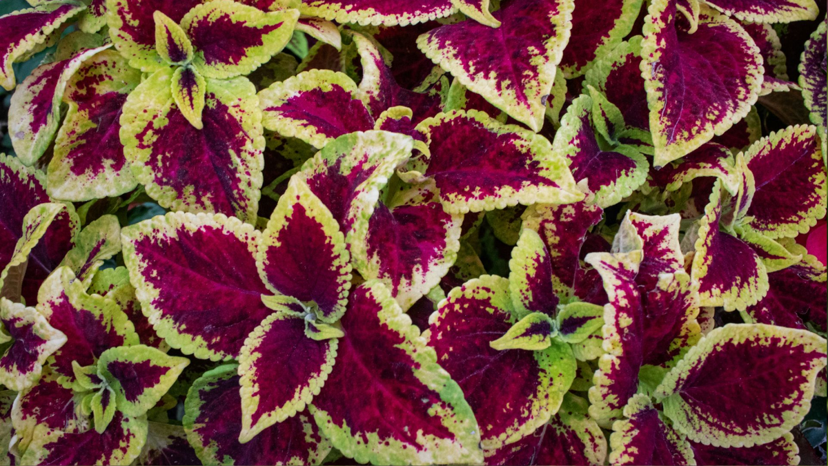 Привычки выращивания колеусов